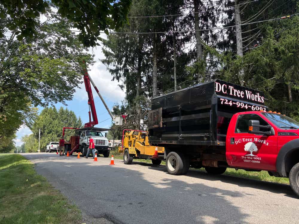 Hero image for DC Tree Works